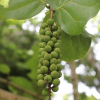 Coccoloba uvifera (L.) L.